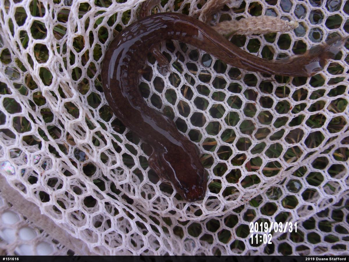 Northern Spring Salamander