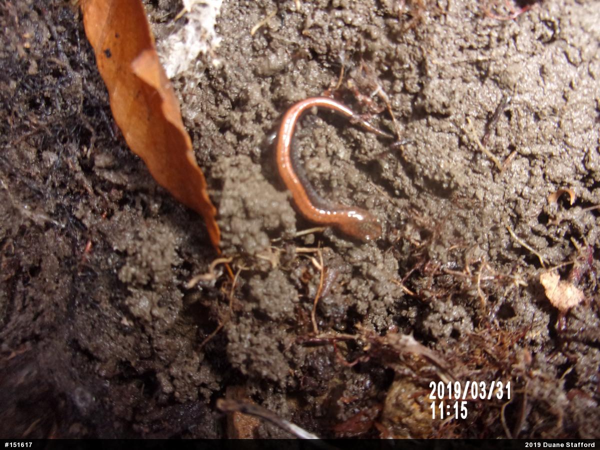 Eastern Red-backed  Salamander
