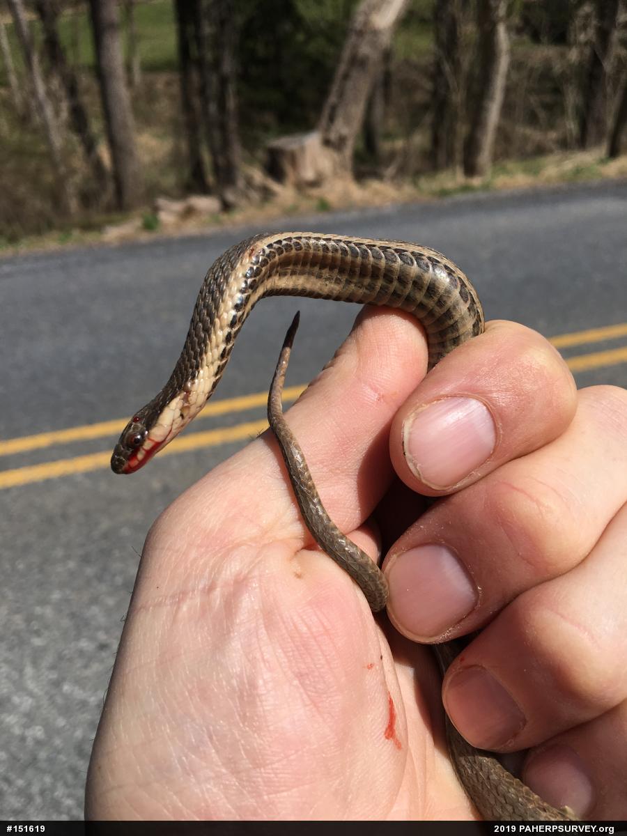 Queensnake