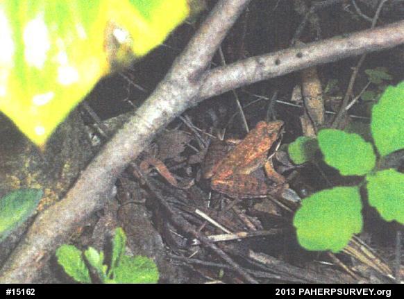Wood Frog