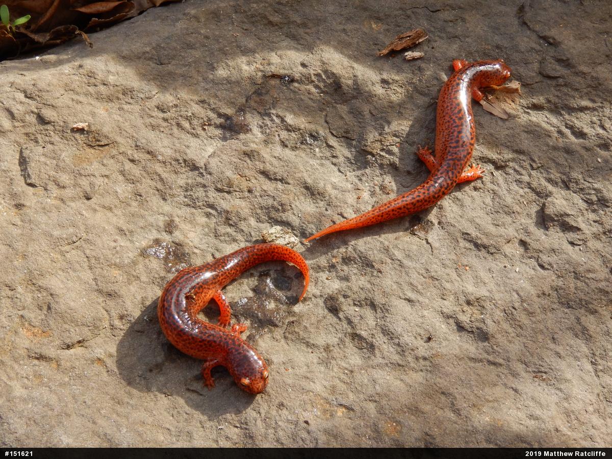 Northern Red Salamander