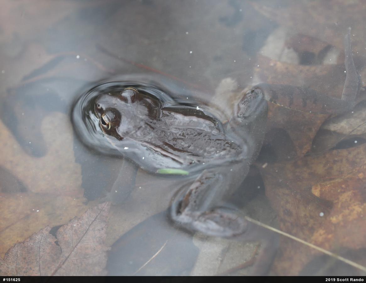 Wood Frog