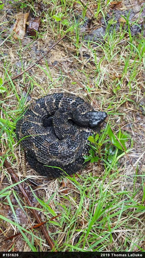 Timber Rattlesnake