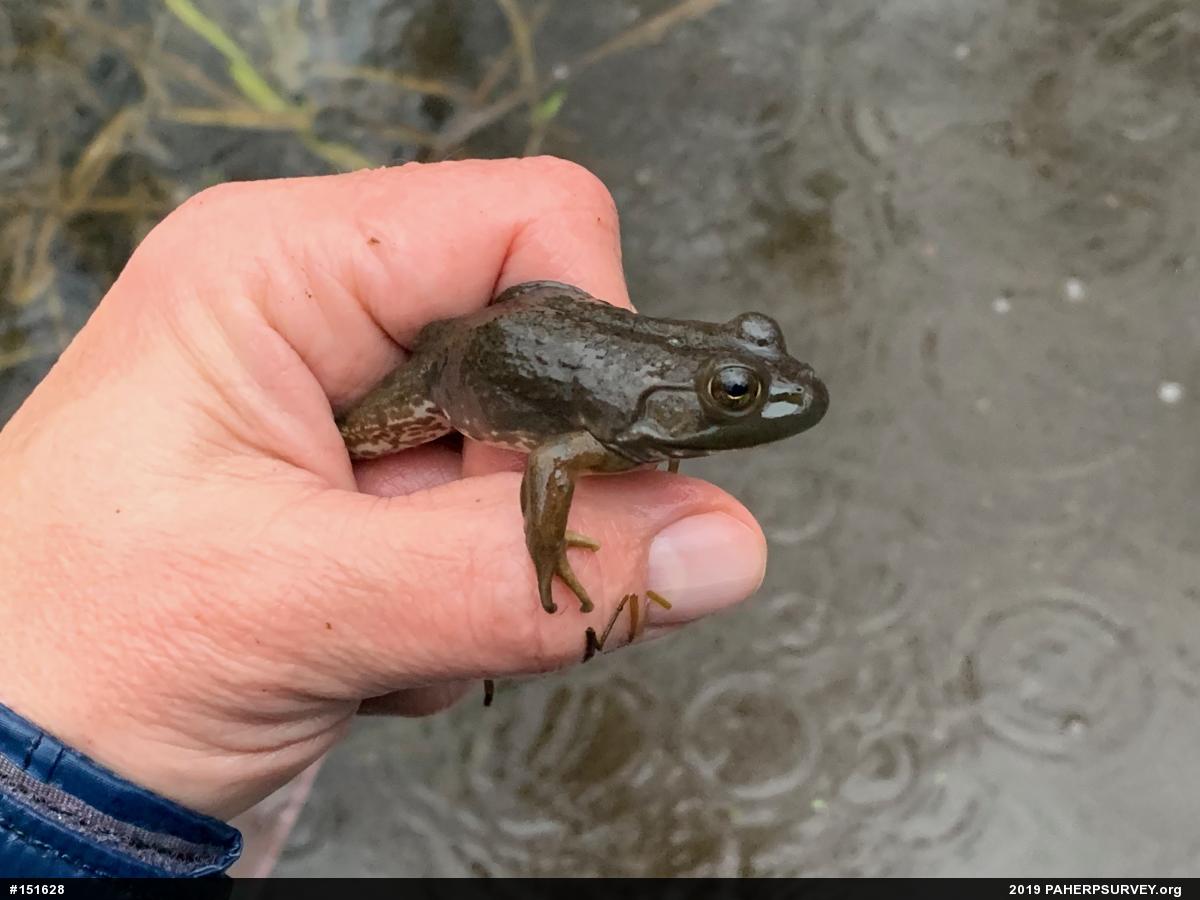 American Bullfrog