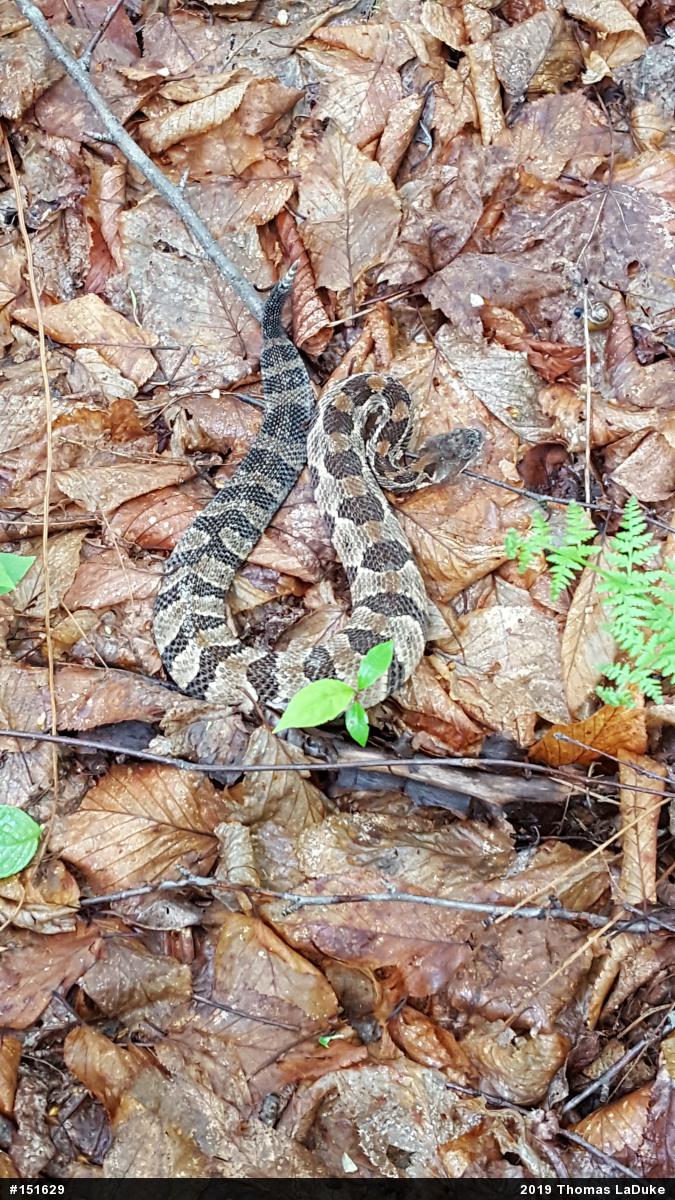 Timber Rattlesnake