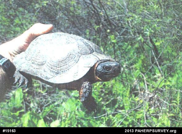Wood Turtle