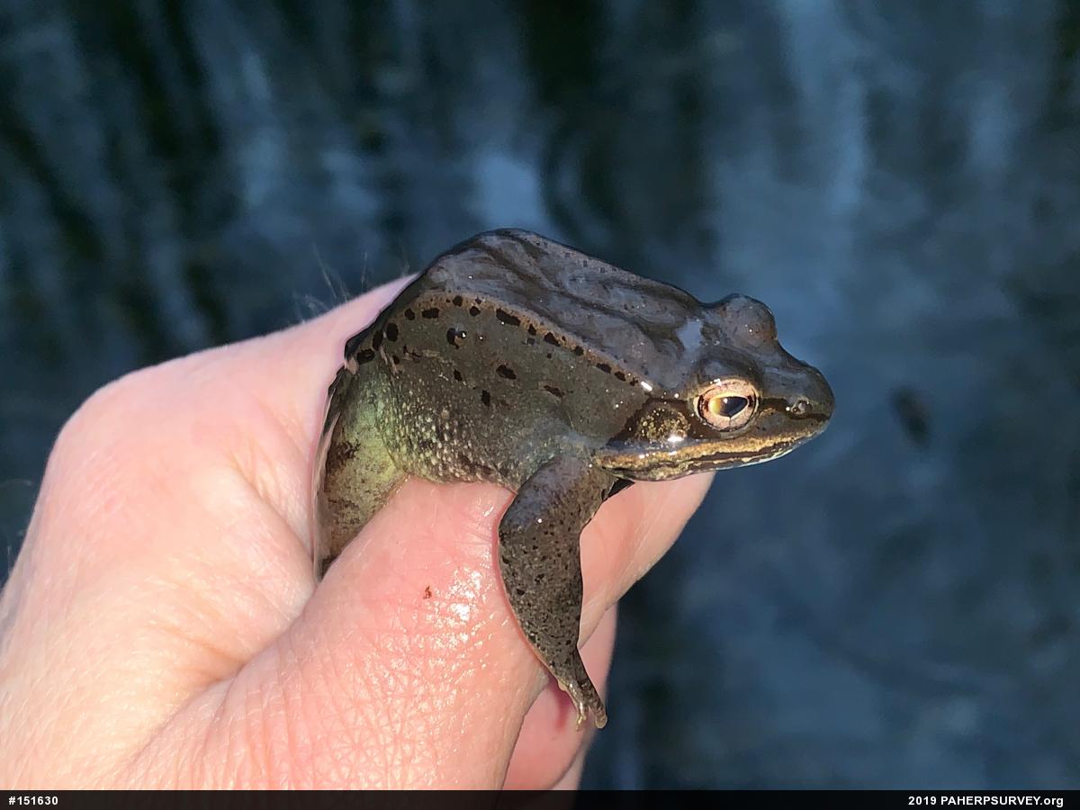 Wood Frog