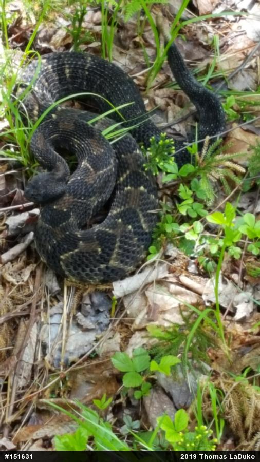 Timber Rattlesnake