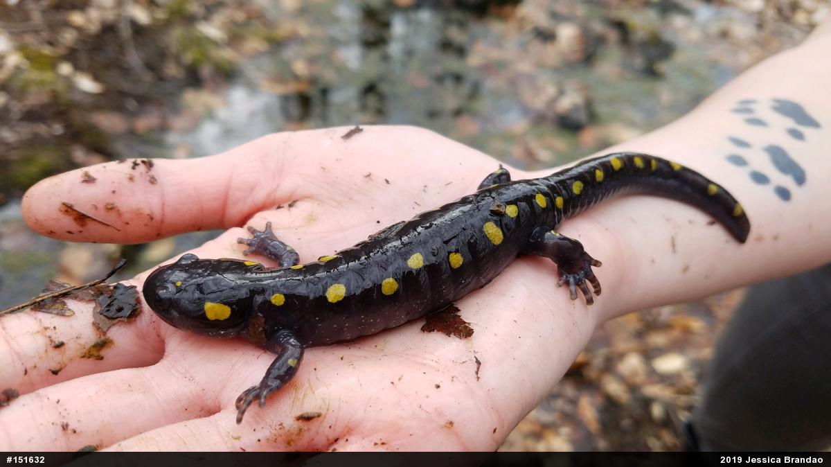 Spotted Salamander
