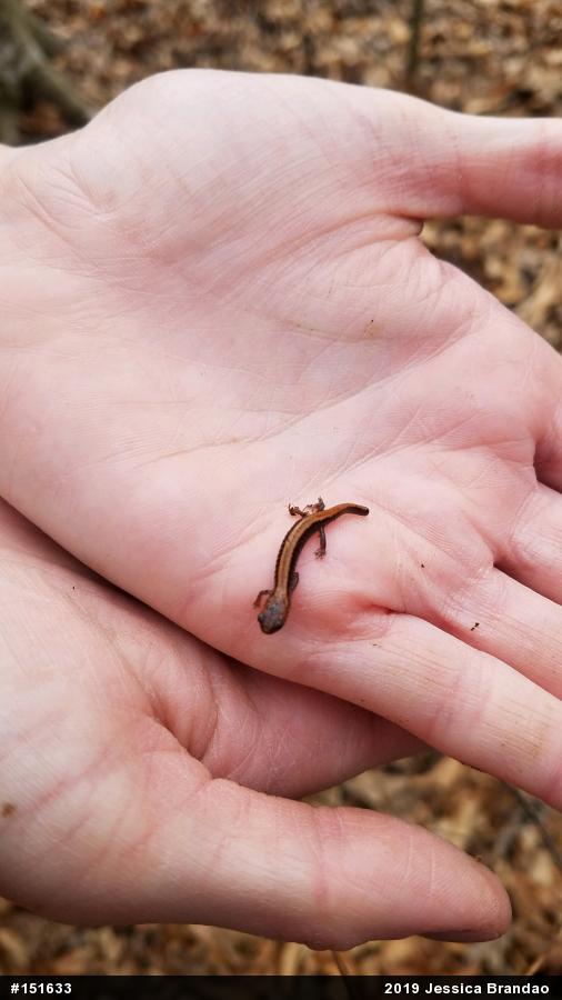 Eastern Red-backed  Salamander