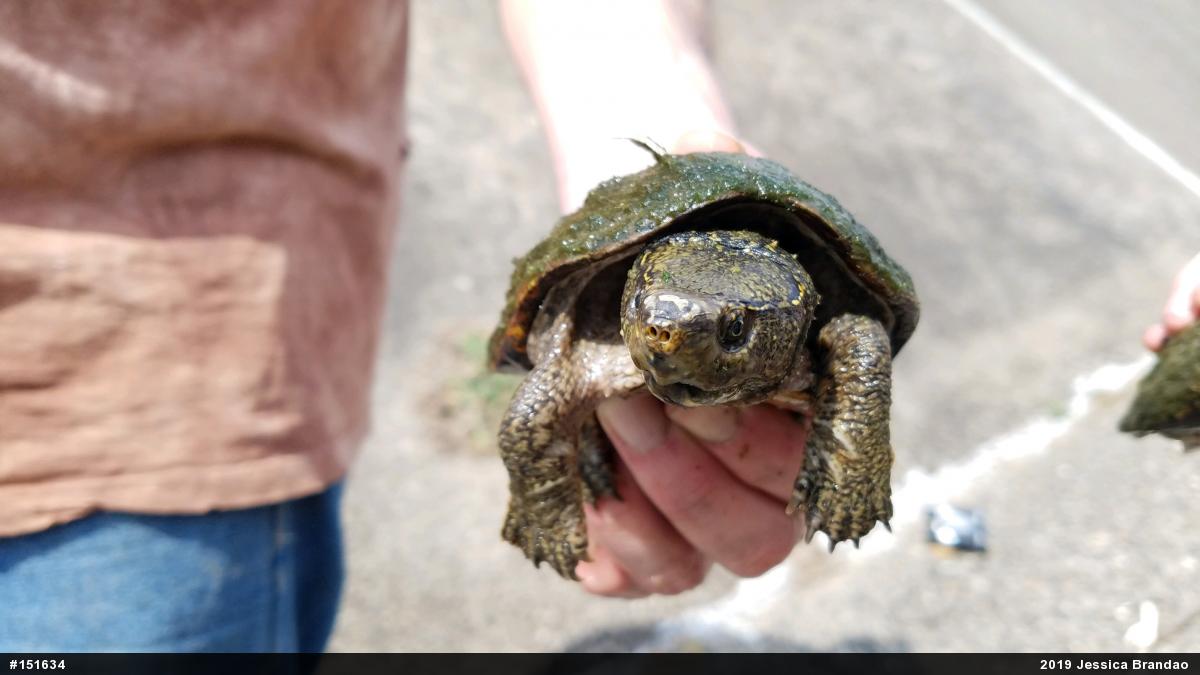 Eastern Musk Turtle
