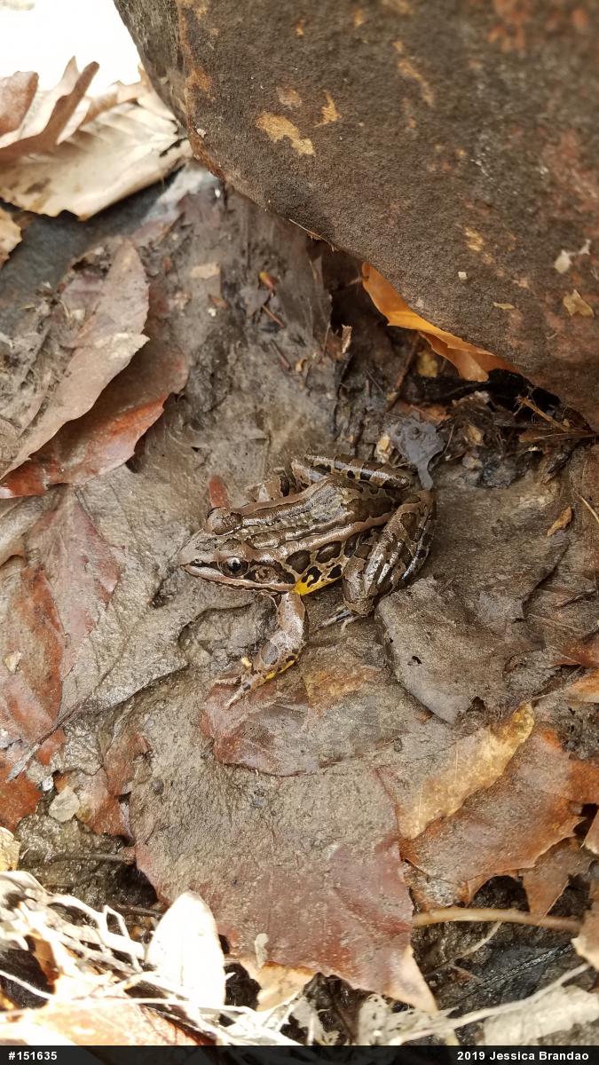 Pickerel Frog
