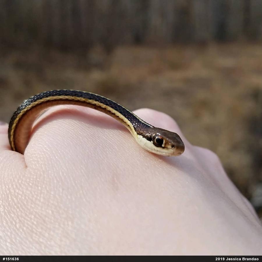 Eastern Ribbonsnake