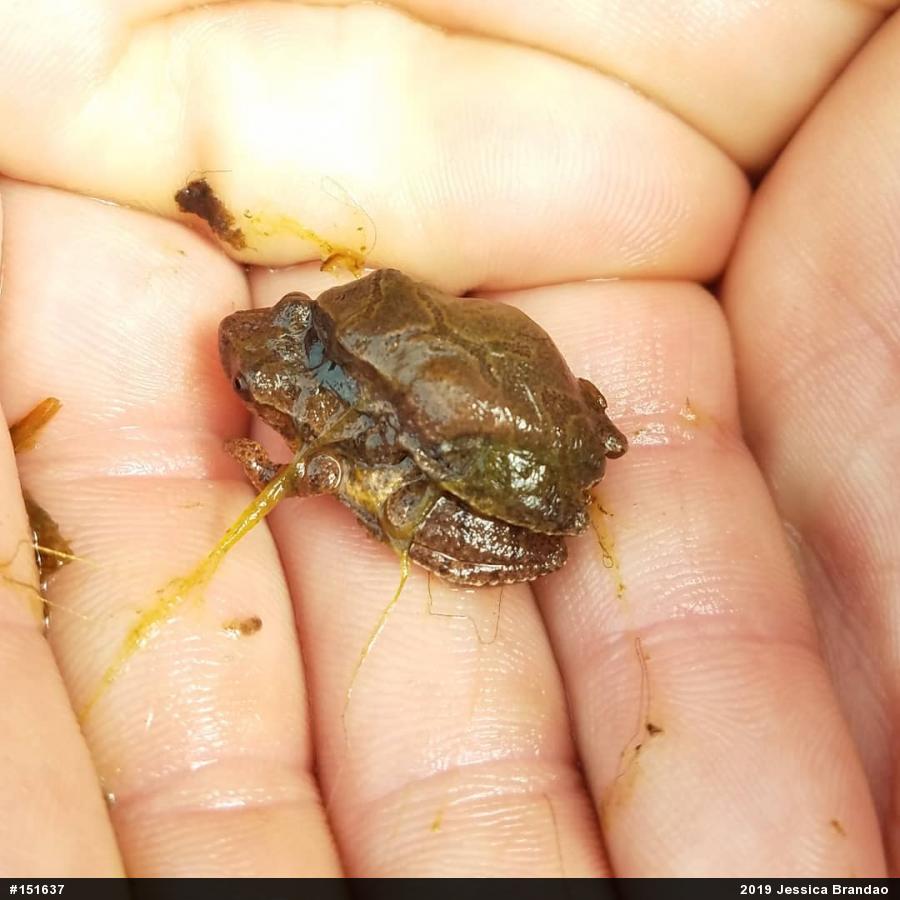 Spring Peeper