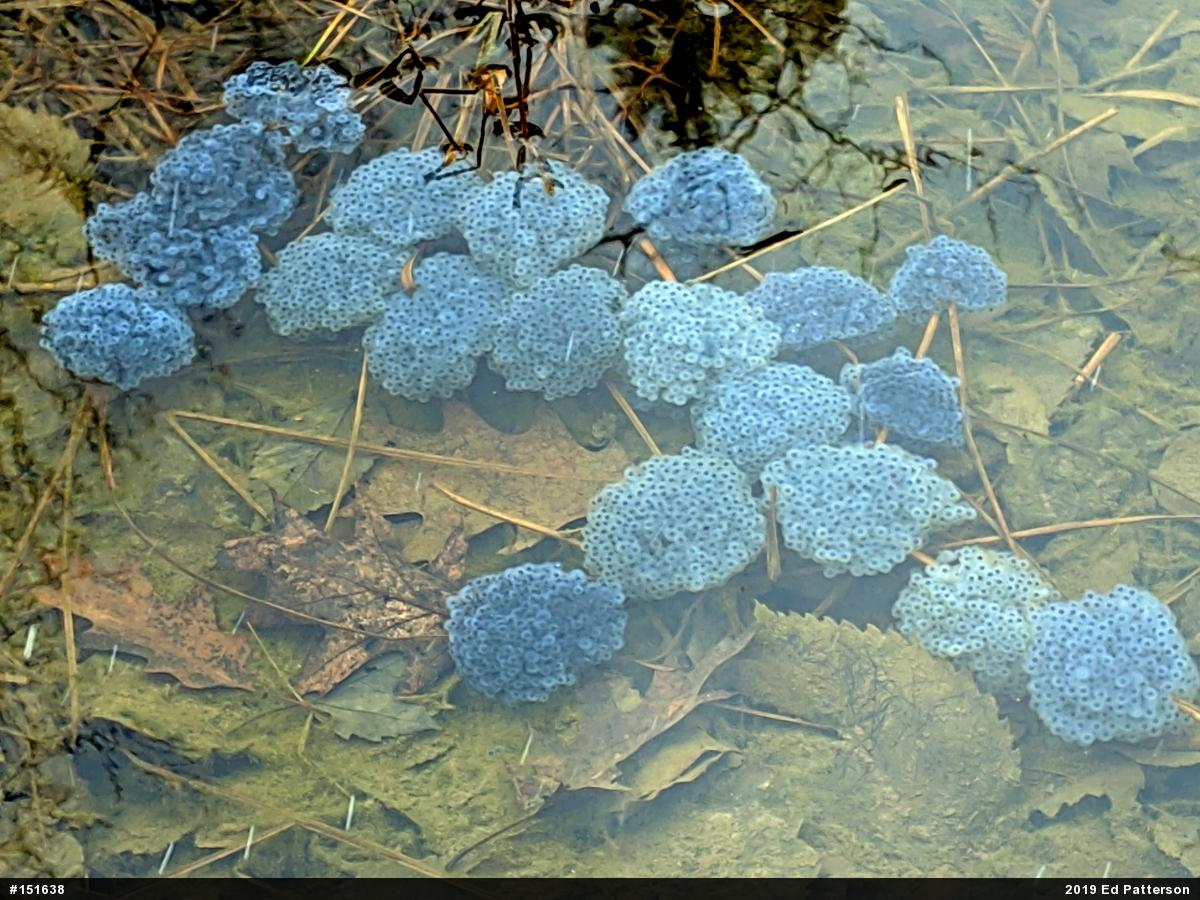 Wood Frog