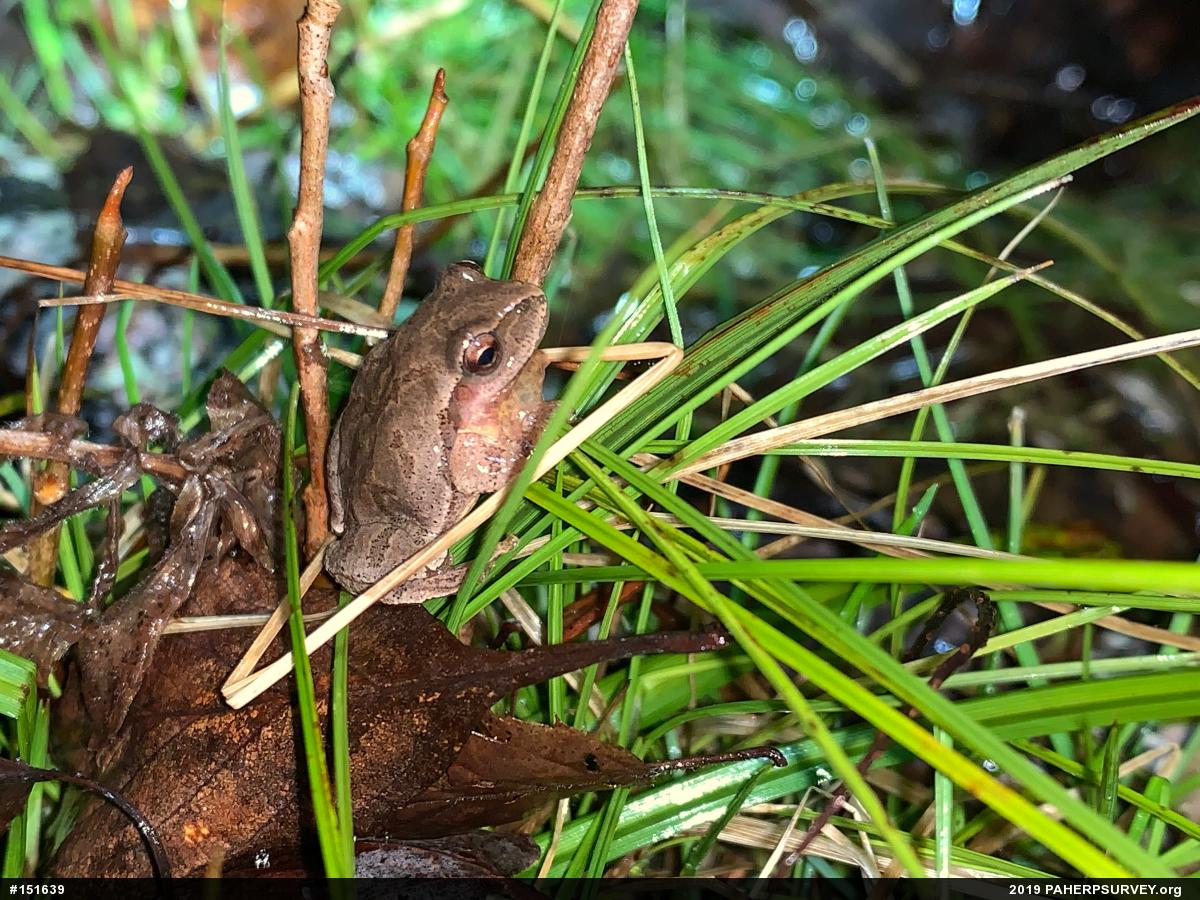 Spring Peeper