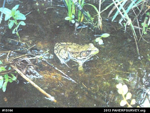 Green Frog