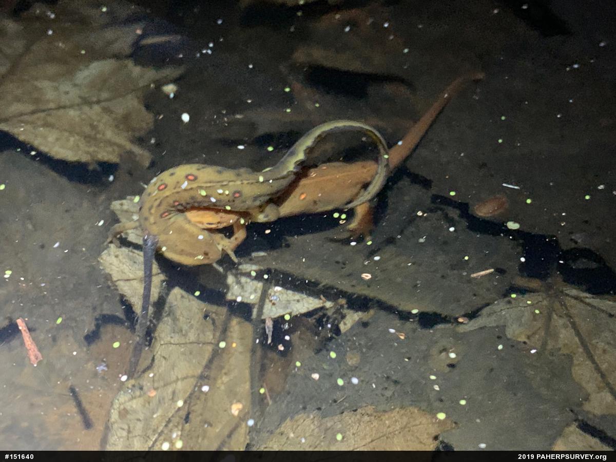 Red-spotted Newt