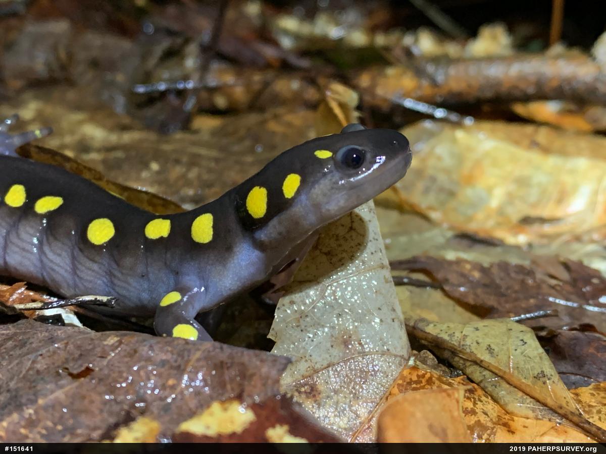 Spotted Salamander