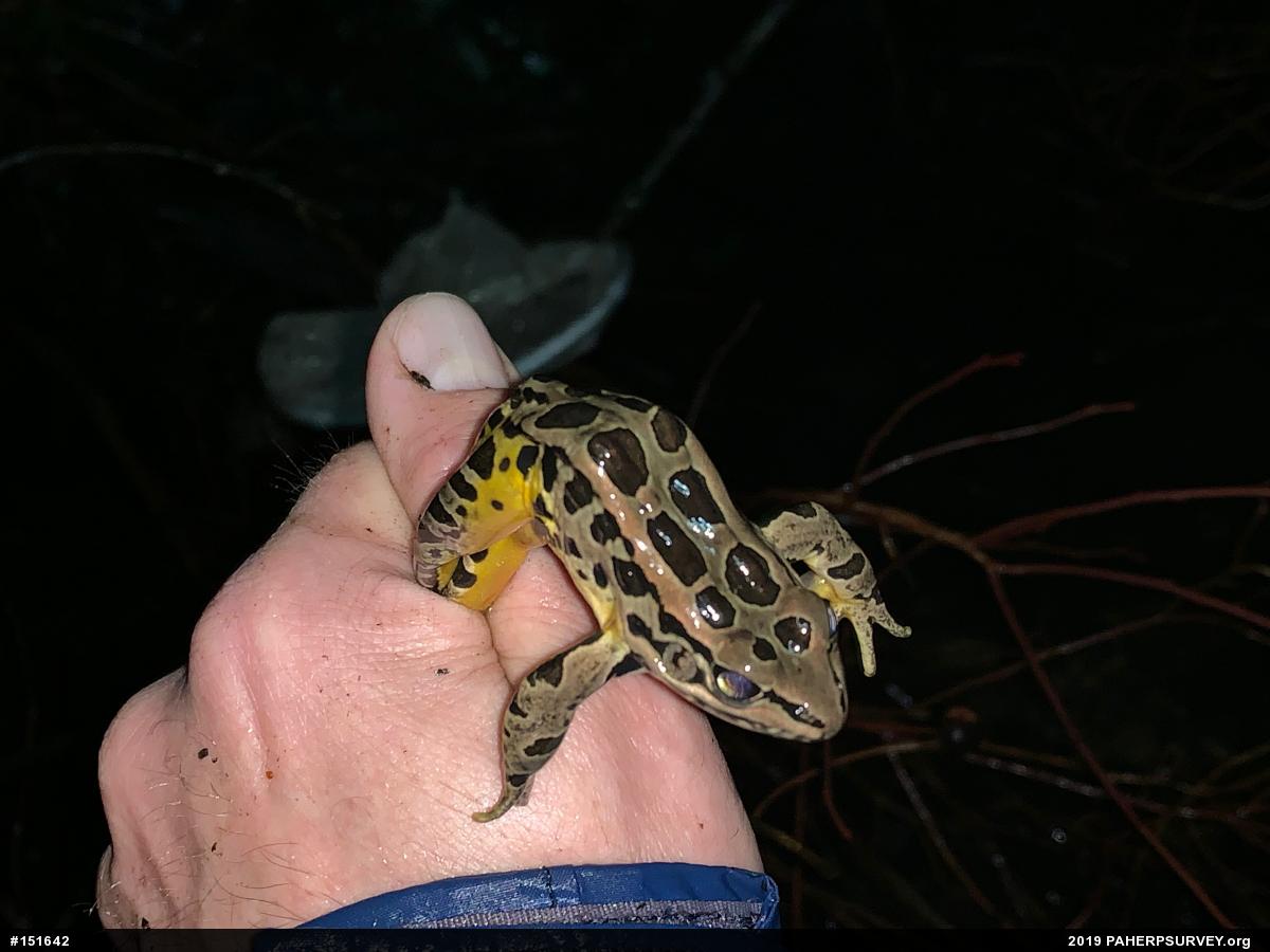 Pickerel Frog