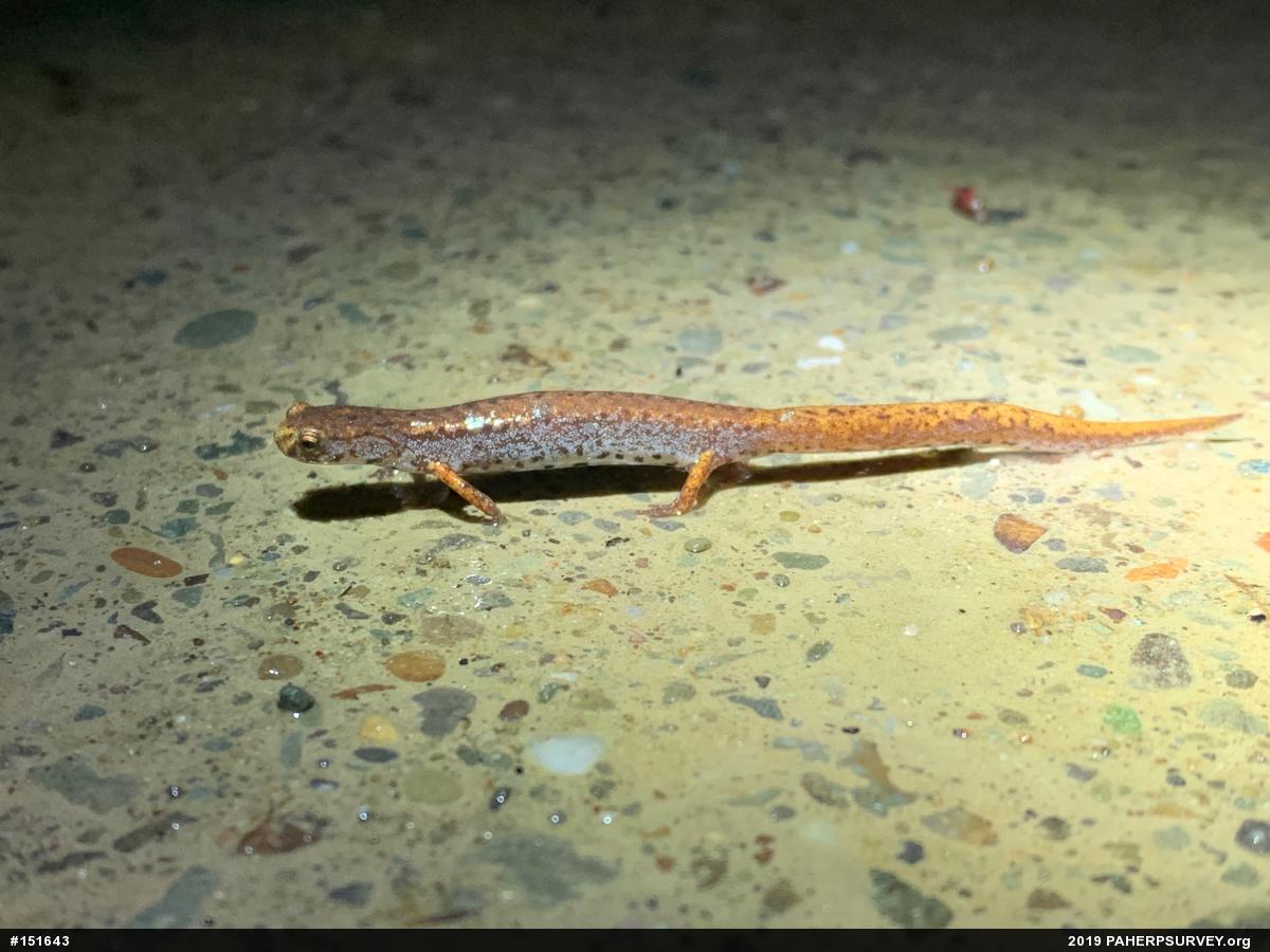Four-toed Salamander