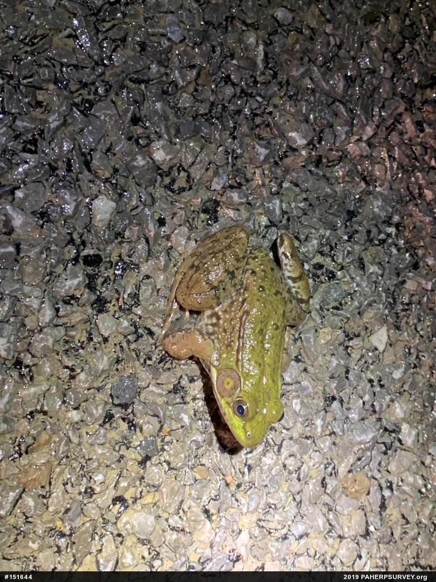 Green Frog