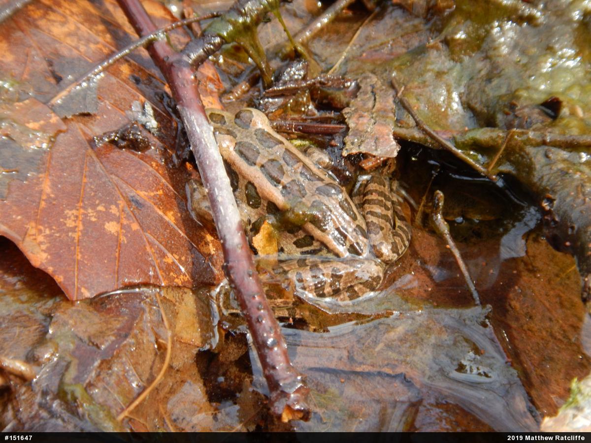 Pickerel Frog