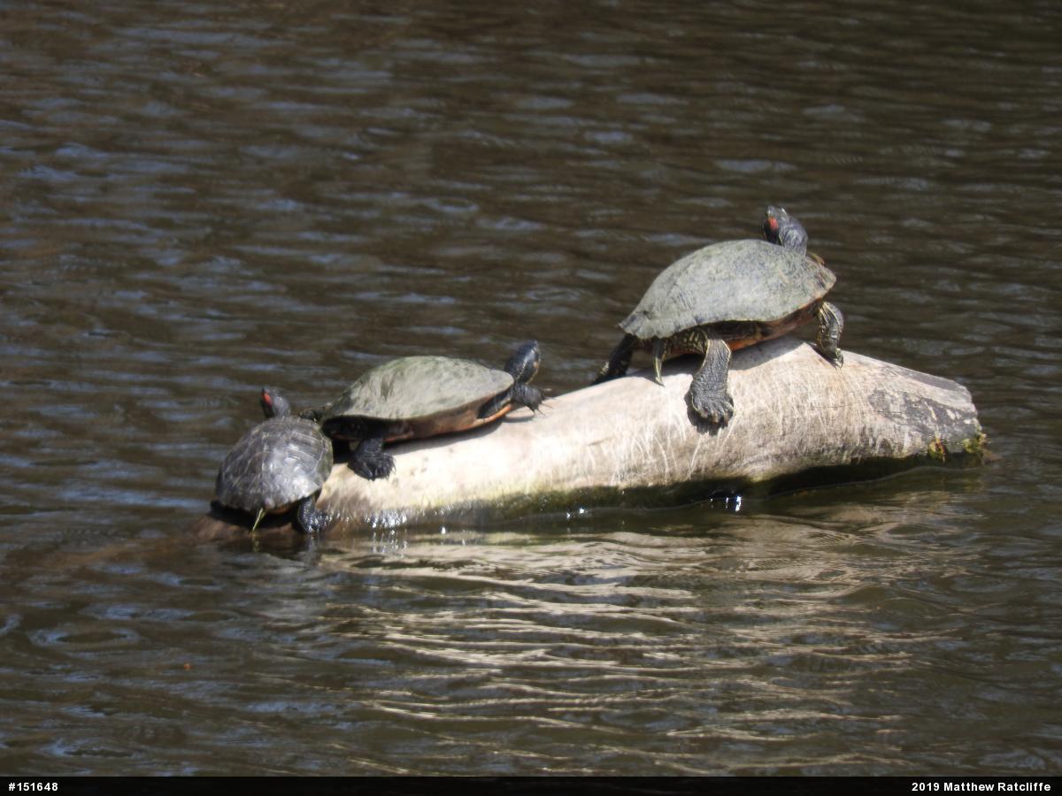 Red-eared Slider