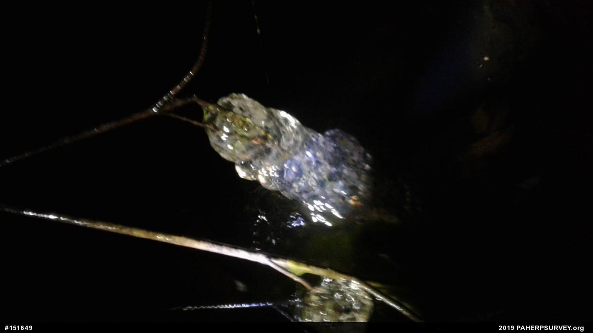 Mole Salamanders