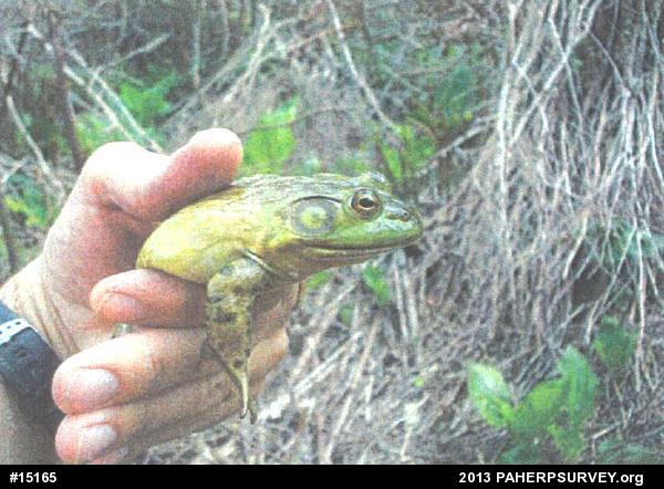 American Bullfrog