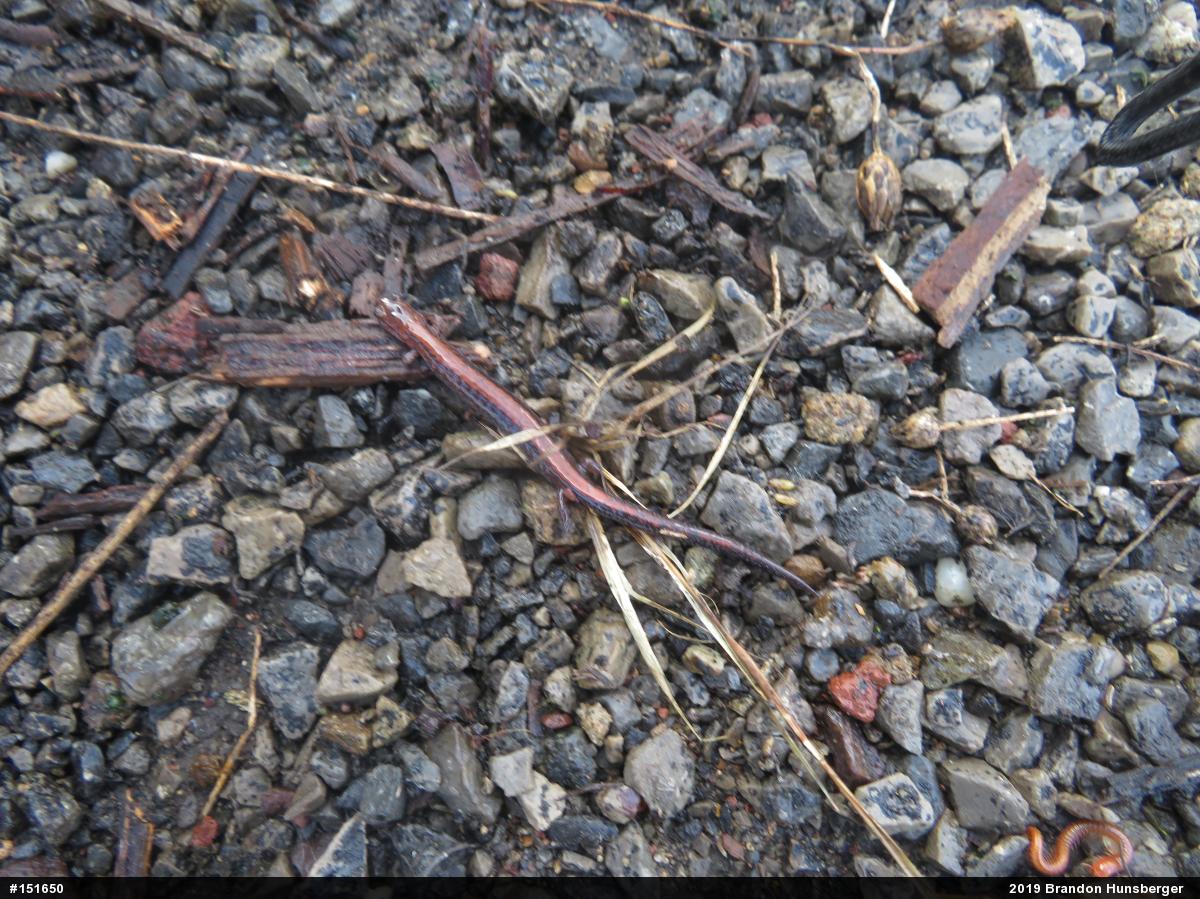 Eastern Red-backed  Salamander