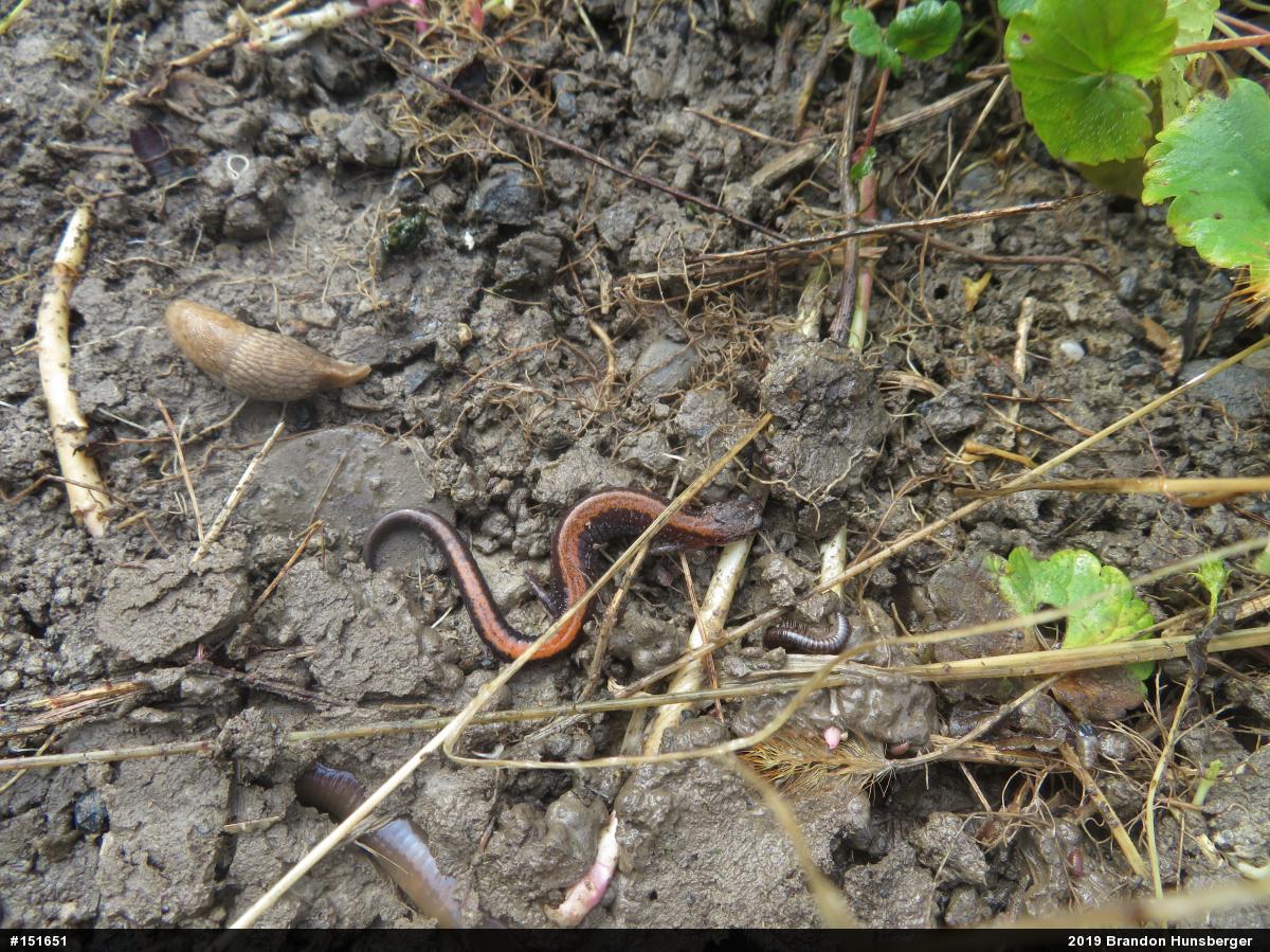 Eastern Red-backed  Salamander