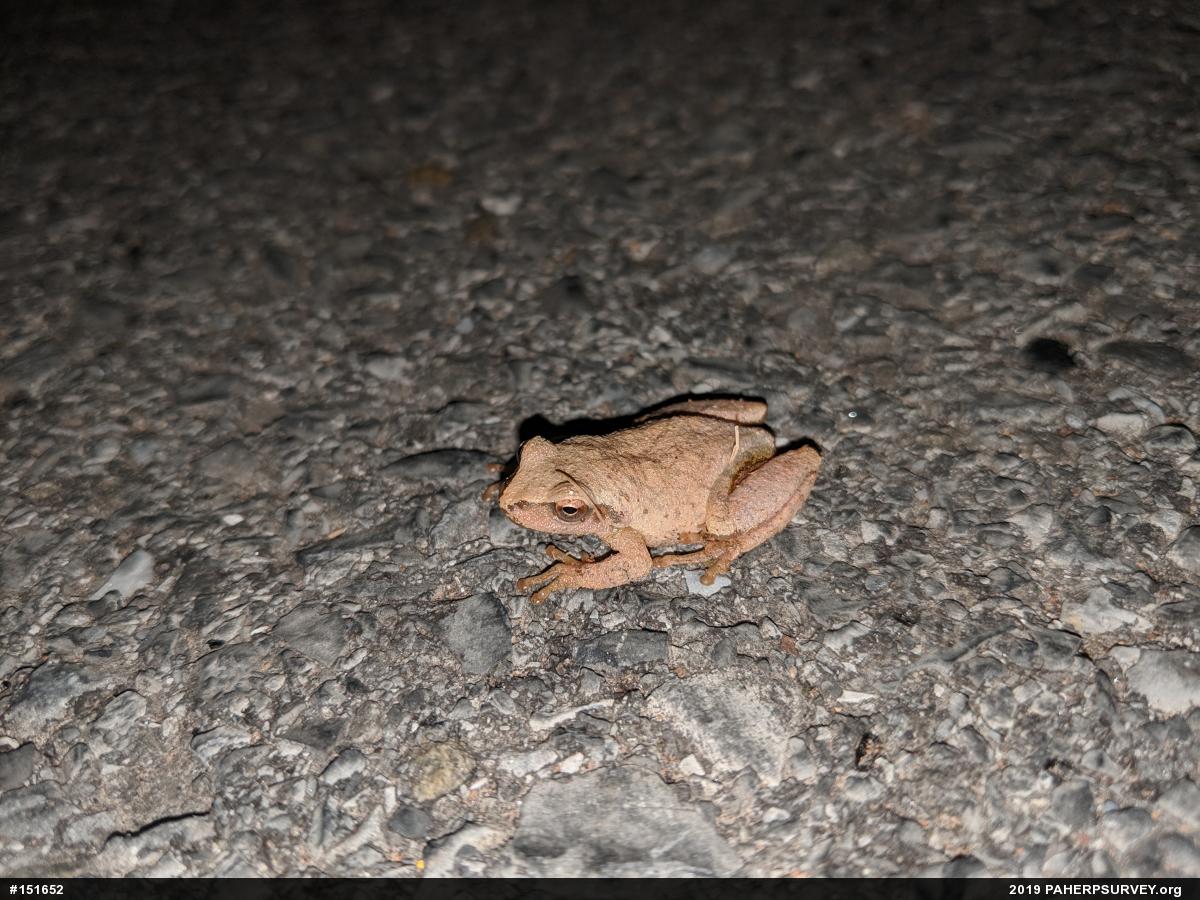 Spring Peeper