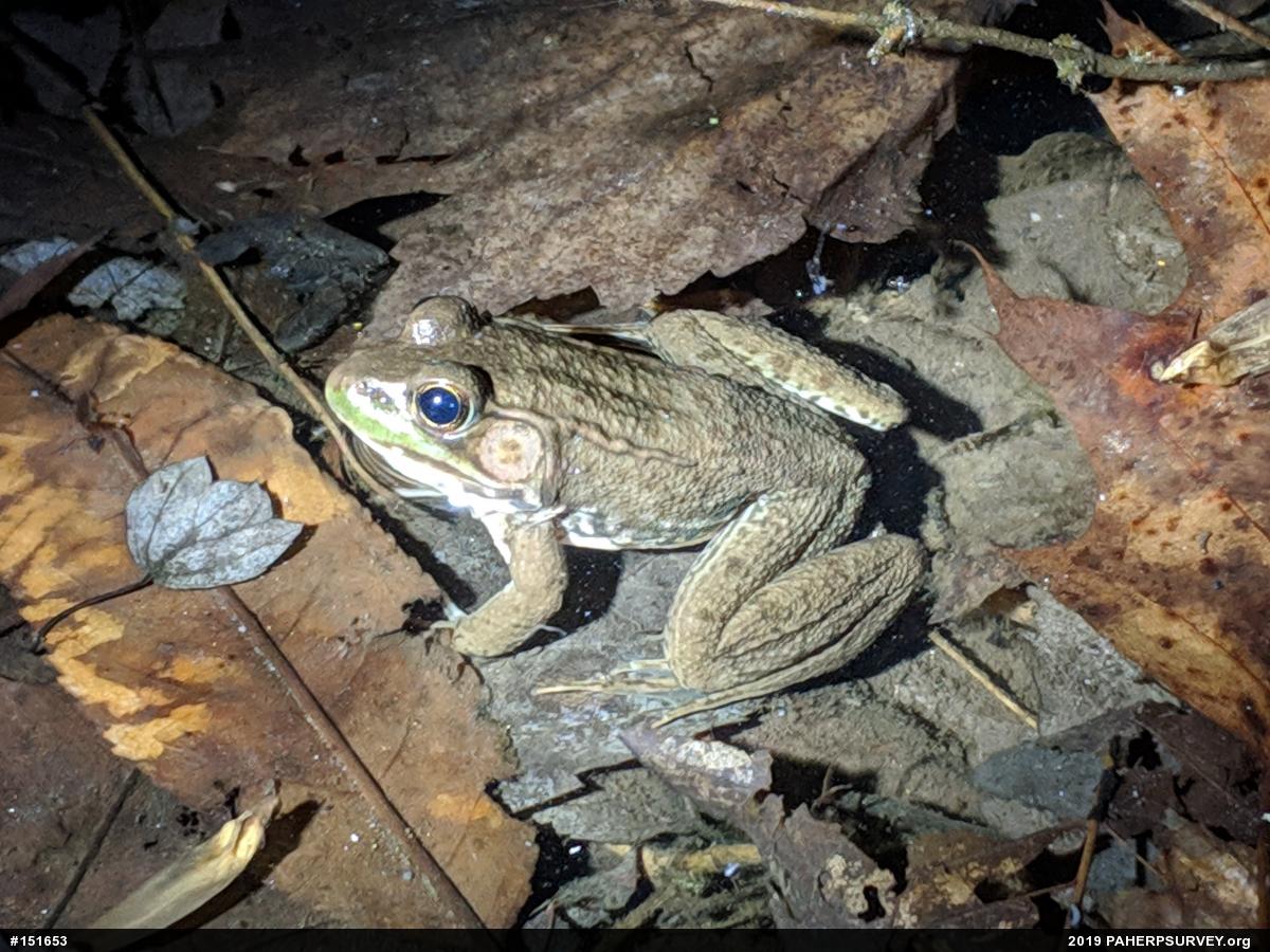 Green Frog