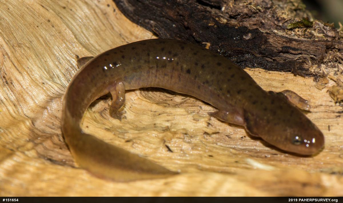 Northern Red Salamander