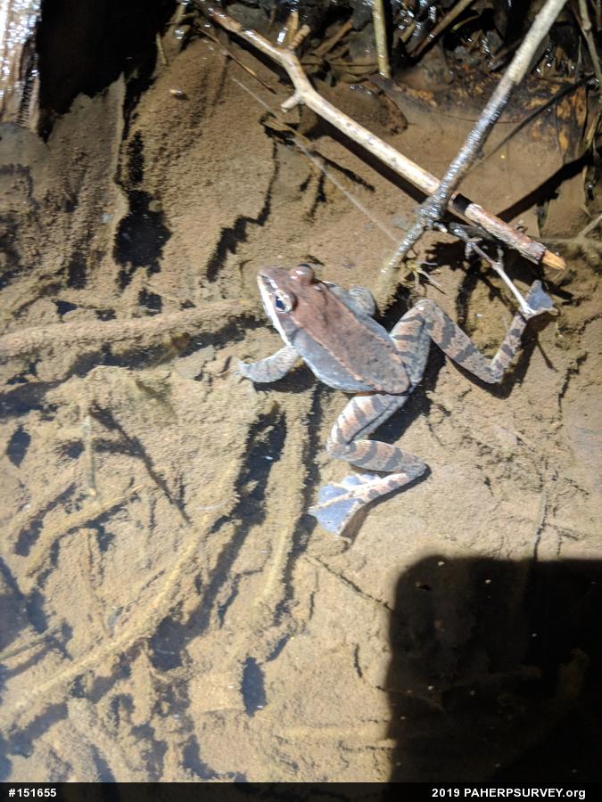 Spotted Salamander