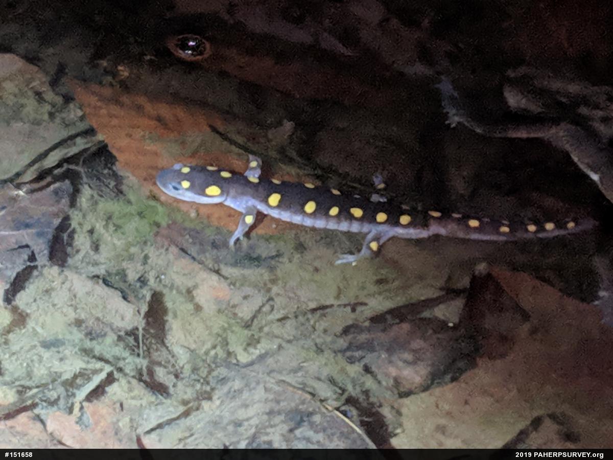 Spotted Salamander