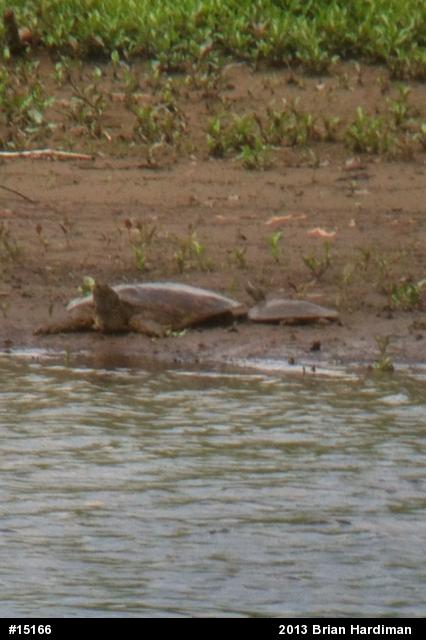 Eastern Spiny Softshell