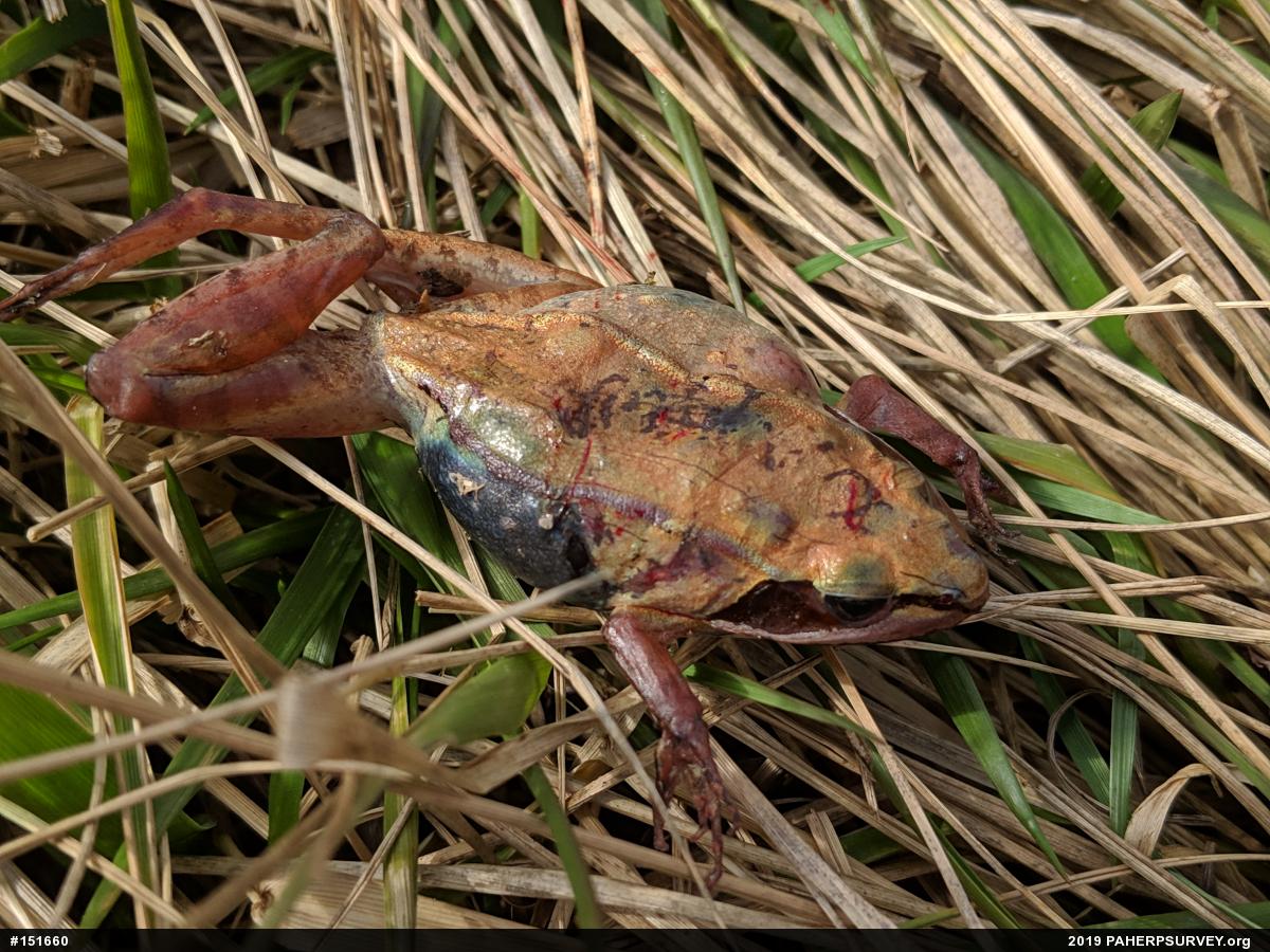 Wood Frog