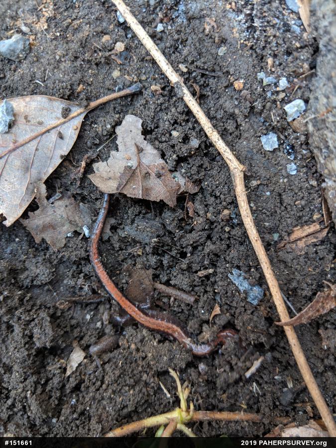 Eastern Red-backed  Salamander