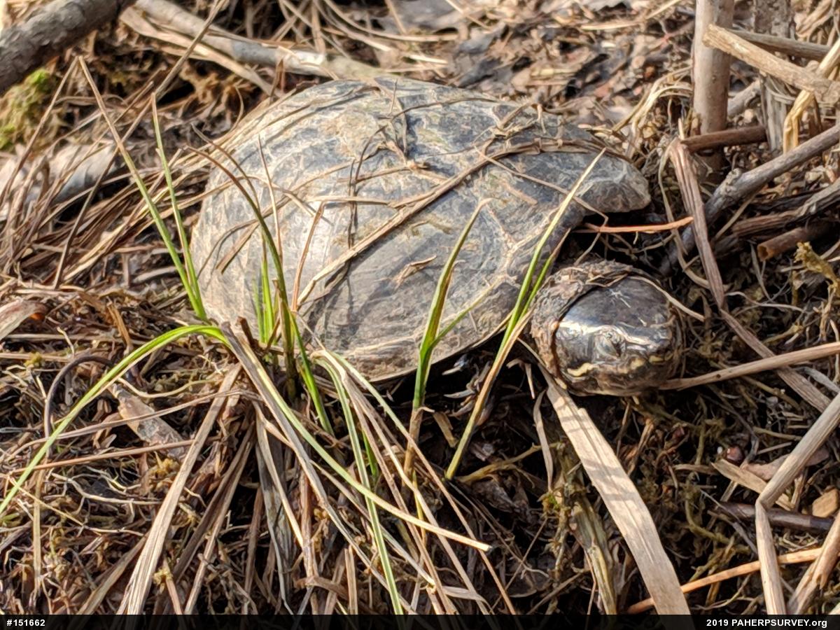 Eastern Musk Turtle