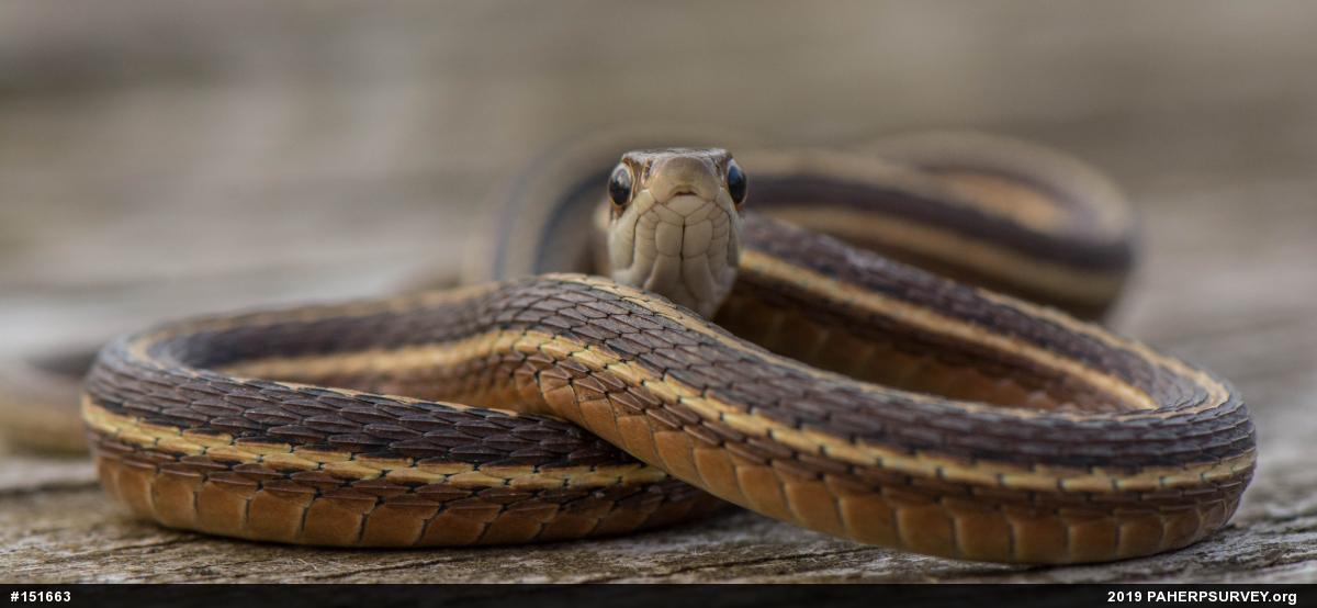 Eastern Ribbonsnake