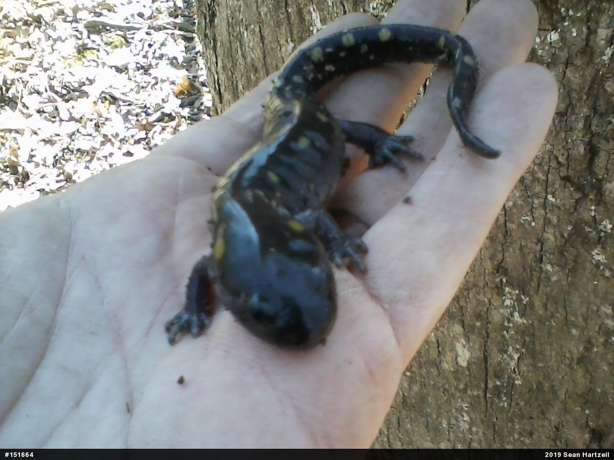 Spotted Salamander