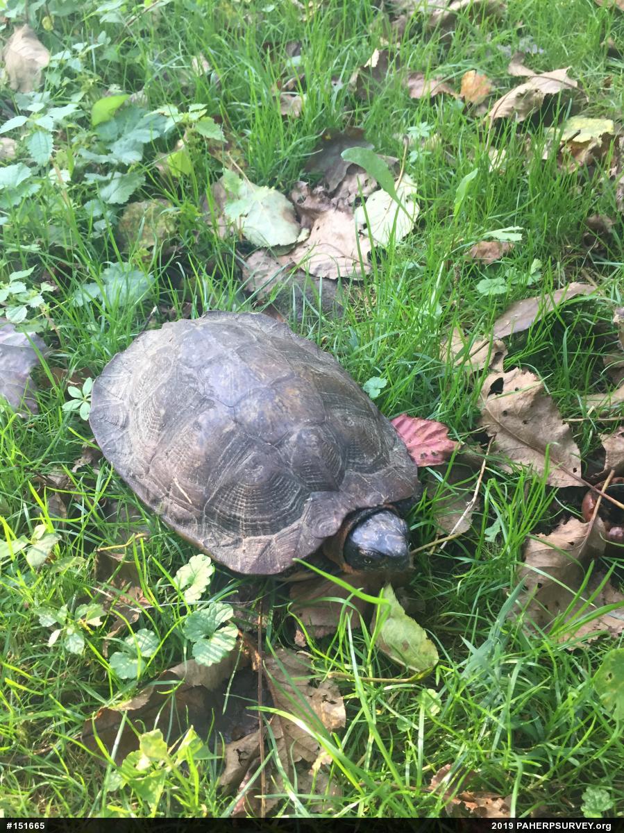 Wood Turtle