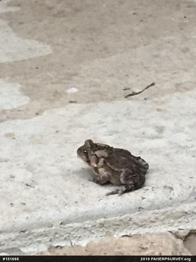 Eastern American Toad