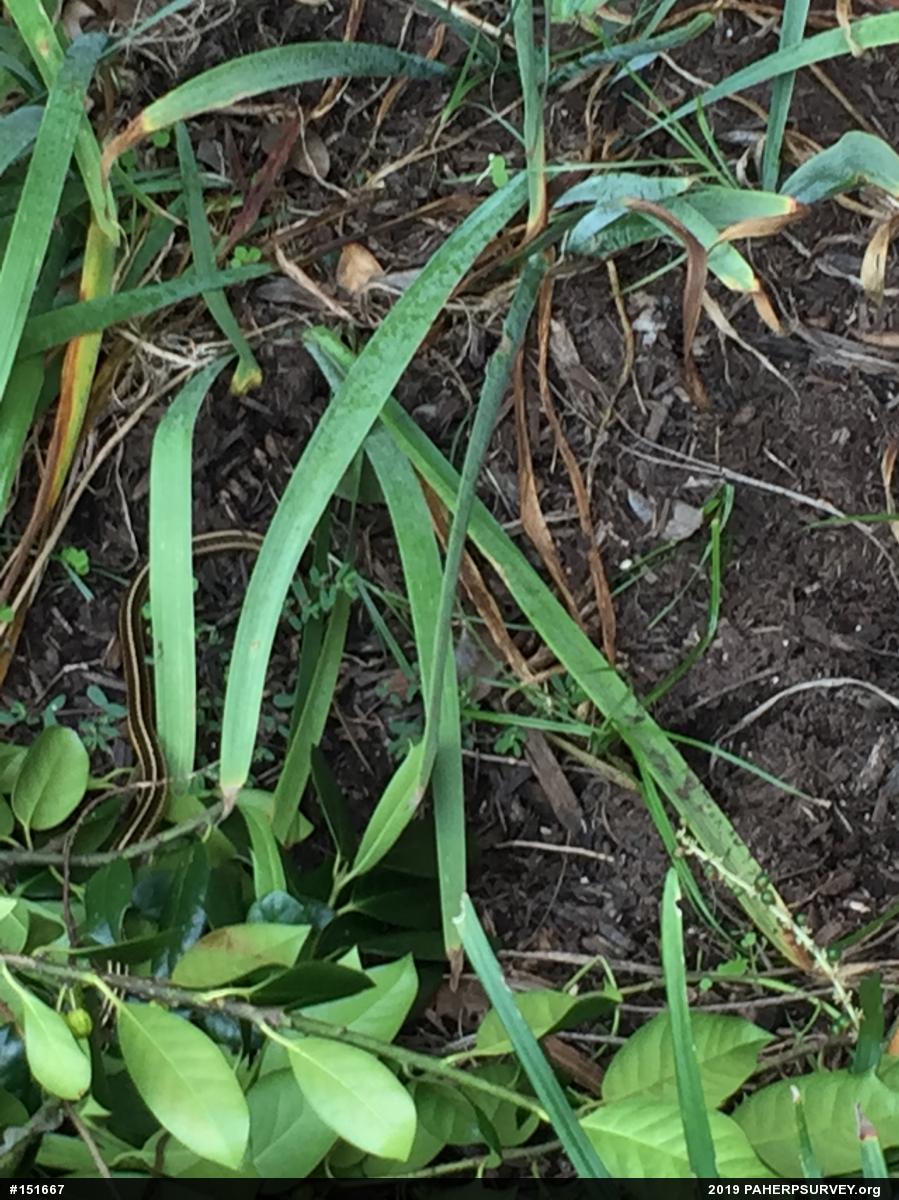 Eastern Gartersnake