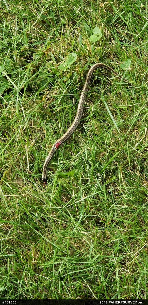 Eastern Gartersnake