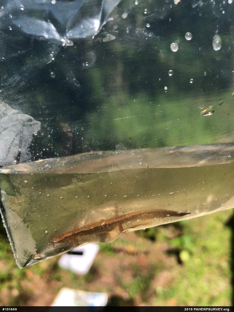 Northern Two-lined Salamander