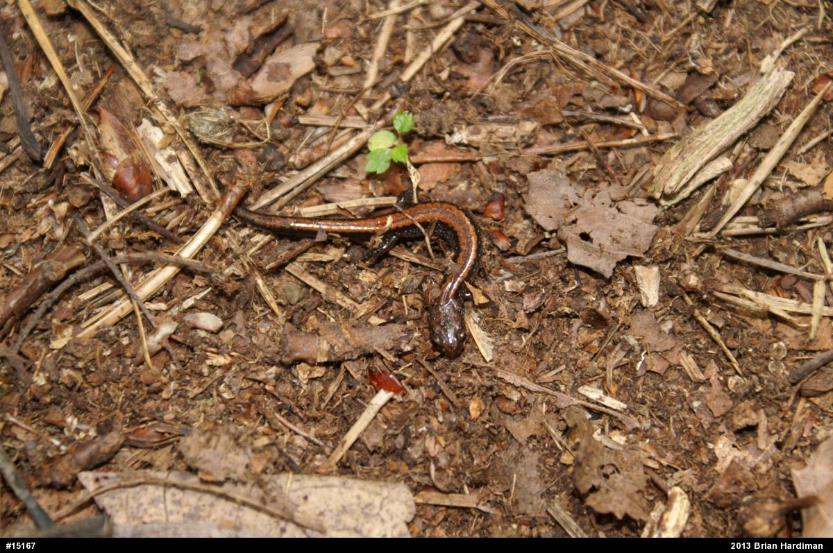 Eastern Red-backed  Salamander