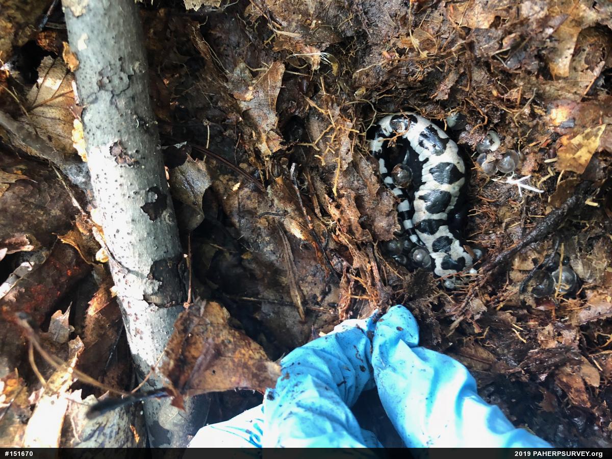 Marbled Salamander